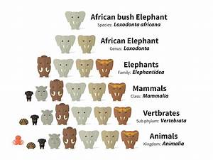 Scientific Classification Of Elephants By Netta Kasher On Dribbble