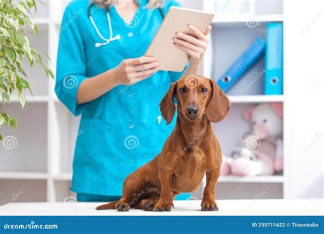 Female Doctor Examines A Dachshund Dog In A Veterinary Clinic Medicine