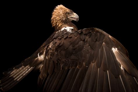 Spanish Imperial Eagle Rare Creatures Of The Photo Ark Official