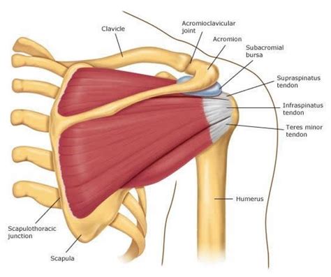 Muscles of the shoulder are a group of muscles surrounding the shoulder joint, which move and provide support to the said joint. Human Shoulder Diagram . Human Shoulder Diagram Human ...