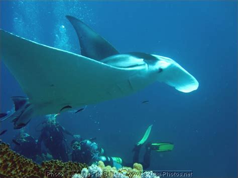 8 Manta Ray 5205 M1 Great Barrier Reef