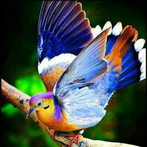 50 Beautiful Exotic Birds Photos Wallpaper Wallpapersafari