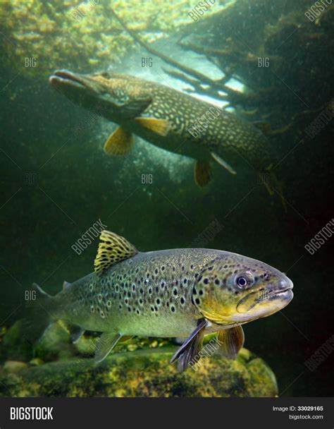 Brown Trout Salmo Image And Photo Free Trial Bigstock