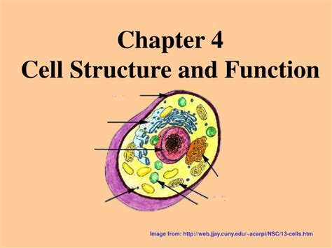 Ppt Chapter 4 Cell Structure And Function Powerpoint Presentation