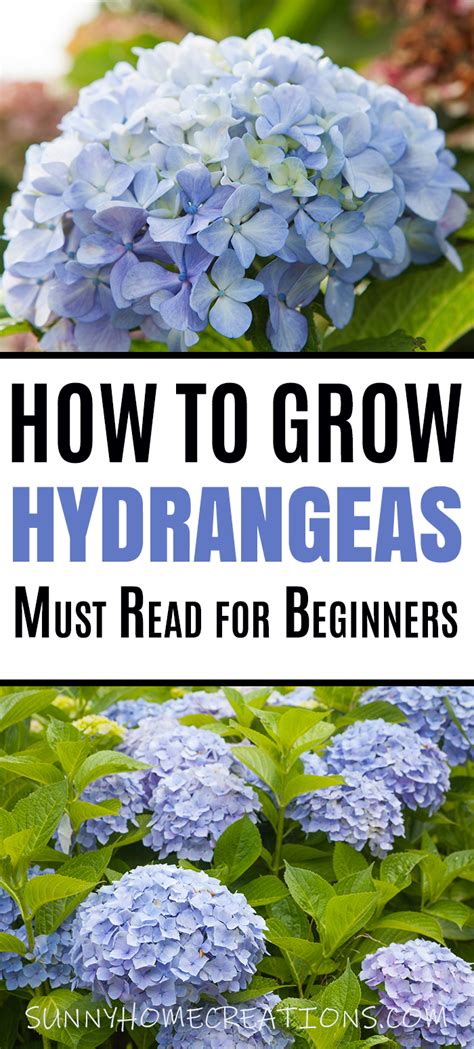Hydrangea Care And Growing Tips Growing Hydrangeas Hydrangea Care