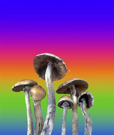 Psychedelic Mushrooms By State All Mushroom Info