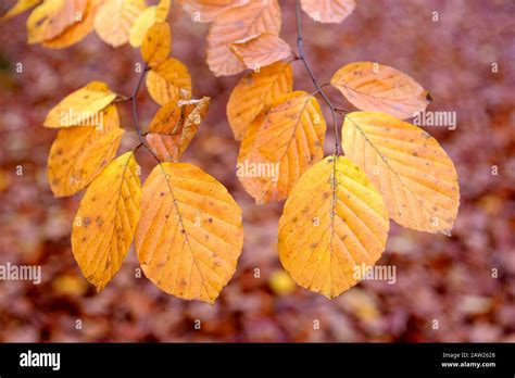Common Beech Fagus Sylvatica Beech Leaves In Autumn Germany North