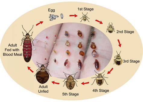 Life Cycle Custom Bedbug