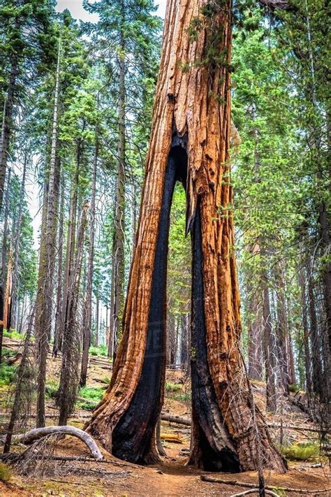 Gap In Giant Redwood Tree Yosemite National Park California Usa