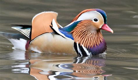 A Rare Mandarin Duck From East Asia Has Been Spotted In Central Park