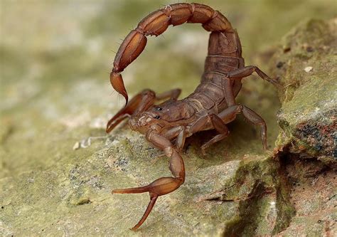 Cheliceriformes Quelicerados Classe Arachinida Scorpion