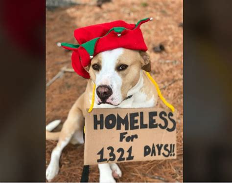 Dog In Maine Shelter For Nearly 4 Years Looking For Forever Home