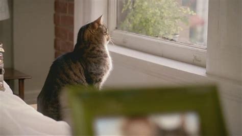 Purina Cat Chow Tv Commercial Kimi And Atti Ispottv