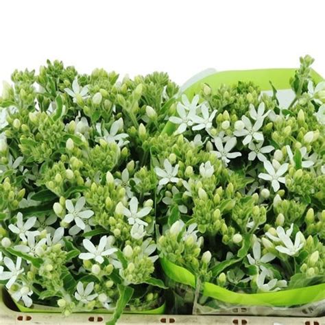 OXYPETALUM ALBA 40cm Wholesale Dutch Flowers Florist Supplies UK