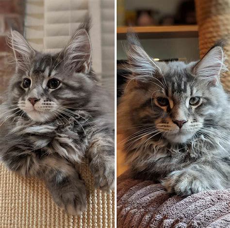 Super Fluffy Maine Coon Kittens Are So Small Its Hard To Believe They