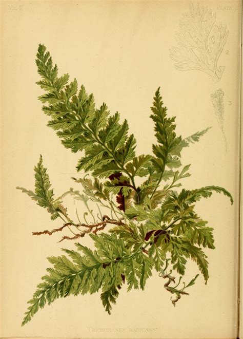 Killarney Fern Botanical Illustration Botanical Drawings Botanical