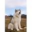 Malamute Vs Husky The Deffinitive Guide  8 MUST Know Differences