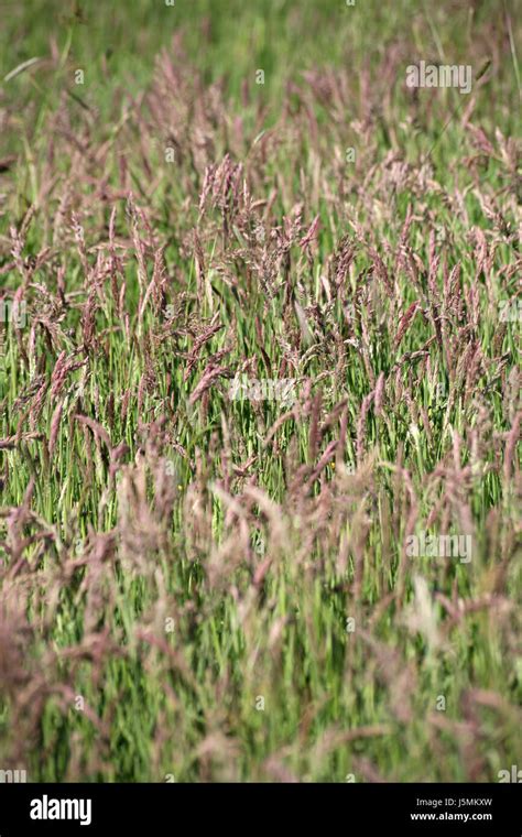 Red Fescue Grass Hi Res Stock Photography And Images Alamy
