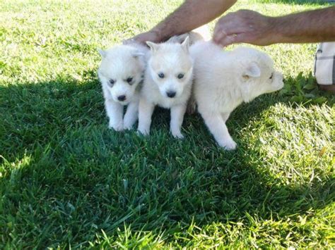 But before you do that, read some tips on how to choose a good and responsible breeder. Siberian Husky Puppies For Sale for Sale in Perris ...