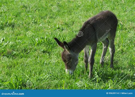 Little Donkey Eats On The Meadow Stock Photo Image Of Ears Farm