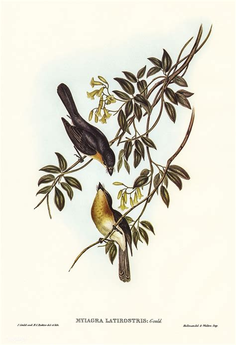 Birds Of Australia John Gould Pichwai Paintings Flycatcher