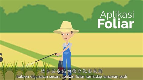 Walau bagaimanapun, khasiat tanaman herba masih belum dapat dlmanfaatkan sebaik mungkin dalam mengubati sesuatu penyakit. ISABION UNTUK KEGUNAAN TANAMAN PADI DI MALAYSIA - YouTube