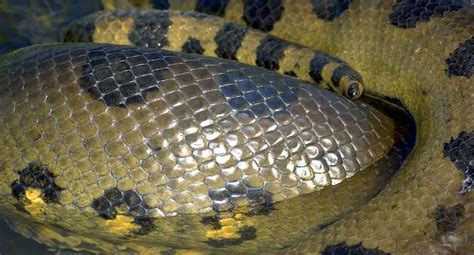 5 Interesting Facts About Anacondas