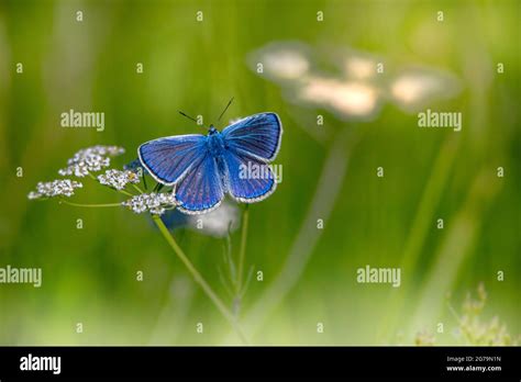 Mazarine Blue Butterfly Hi Res Stock Photography And Images Alamy