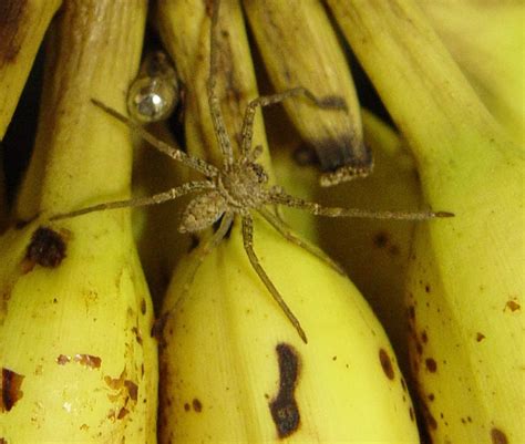 Woman Mistakenly Bought Bananas Full Of Worlds Deadliest Spiders From A Supermarket Watch Video