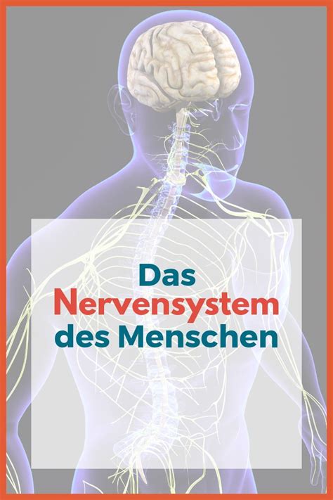 Das Nervensystem Des Menschen Fage Anatomy Meditation How To Plan