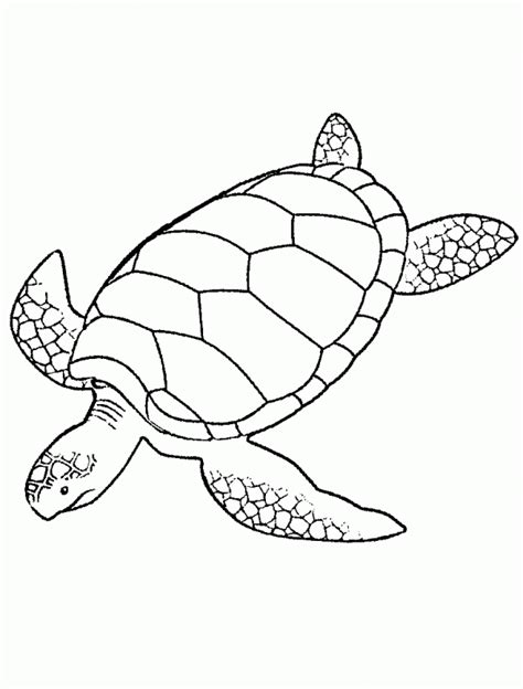 These sea turtle coloring pages are perfect for kids. Tortugas para colorear | Colorear imágenes