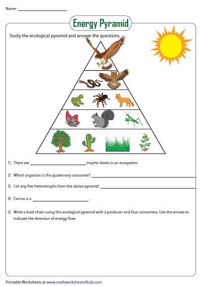 Food Chains Food Webs And Energy Pyramid Worksheets Answers