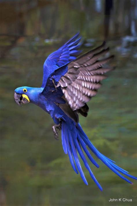 Macaw Hybrids Archives Birds International Inc Parrothumor Pet