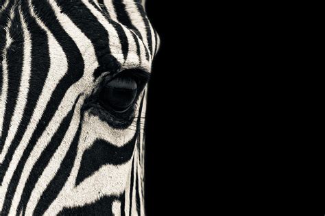 Zebra Eye Photograph By Mario Moreno Fine Art America