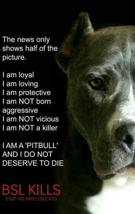Pit Bulls Are So Misunderstood Pitbulls Pitbull Quotes Pitbull Terrier