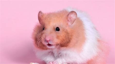 Wallpaper Hamster Fluffy Food Color Морская свинка Хомяк