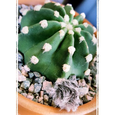 Echinopsis Subdenudata Dominos Easter Lily Cactus Dominos In