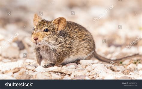 African Comb Rat African Rodent Stock Photo 1663463710 Shutterstock