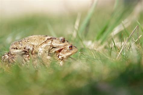 Free Images Nature Animal Wildlife Spring Green Frog Toad