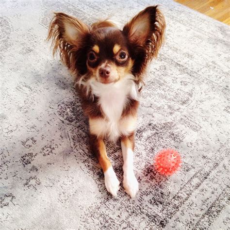 Facebook is showing information to help you better understand the purpose of a page. Long haired chihuahua | Cute chihuahua, Chihuahua love ...