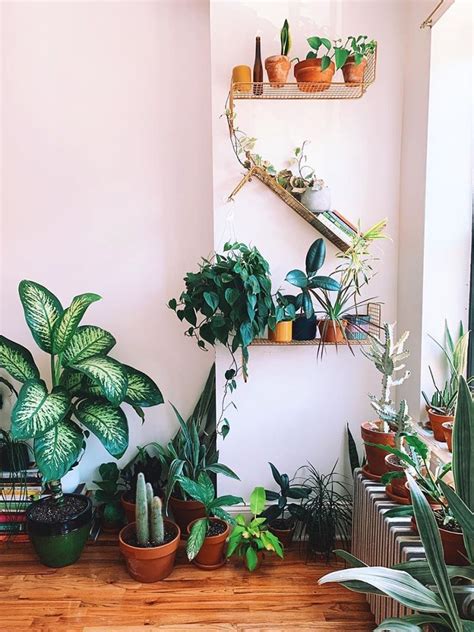 12 Creative Plant Shelf Ideas To Display Your Greenery Plant Shelves