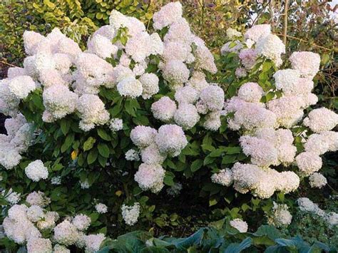 Check spelling or type a new query. Habiller un mur exposé plein nord | Arbuste, Hydrangea ...