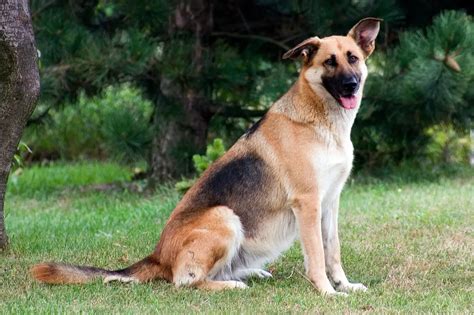 How To Train A German Shepherd Puppy Glamorous Dogs