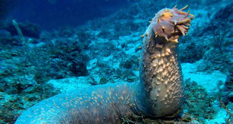 List Of Most Terrifying Deep Sea Animals Unique Nature