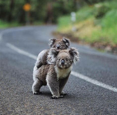 Baby Koala On His Mothers Back