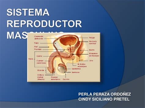 Sistema Reproductormasculino