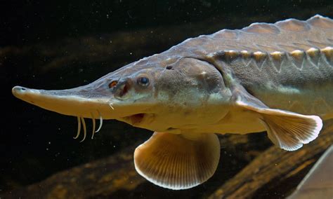 Submitted 21 days ago by ivenin98. The fight to save one of the world's oldest fish species ...