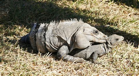 Iguana Sex Photograph By Marilyn Hunt Pixels