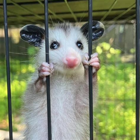 352 Best R Possums Images On Pholder Had A New Neighbor Stop By To Say Hello