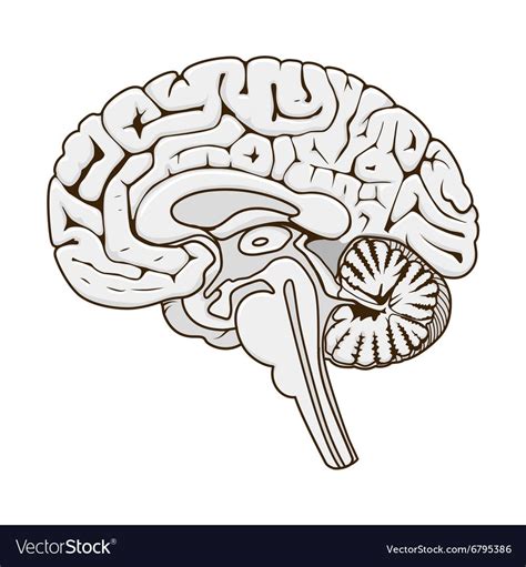 Brain Stem Brain Art Structure Of Human Brain Brain Sections Free